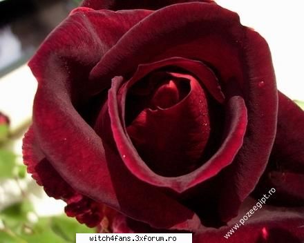 Care sunt florile voastre favorite? - Pai...ale mele sunt: ghiocelul, trandafirul - Diverse